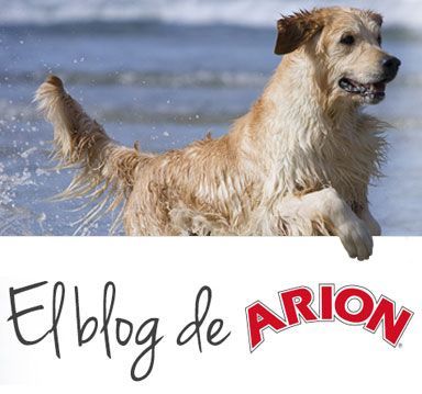 blog de arion